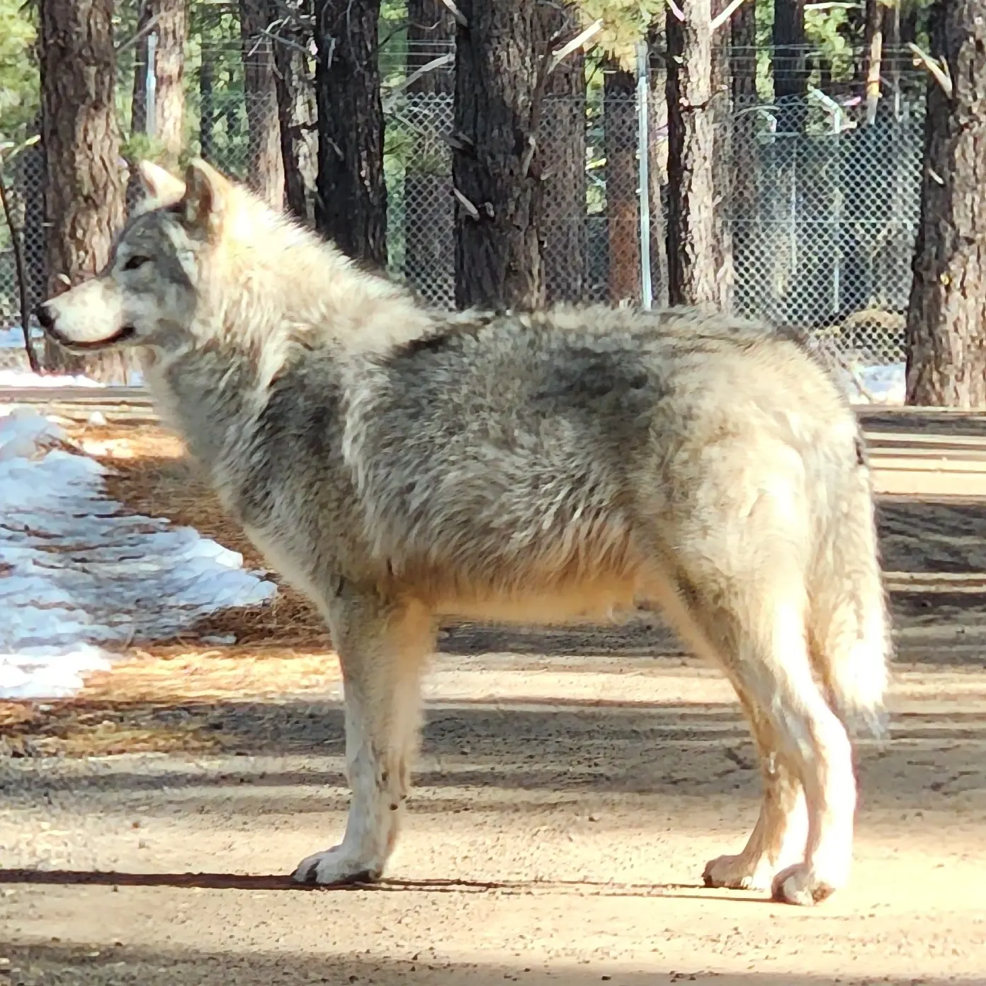 Tundra Wolf at Bearizona